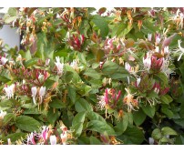 Lonicera japonica (Mâna Maicii Domnului)